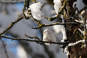 Baltas3_2021-12-08.jpg