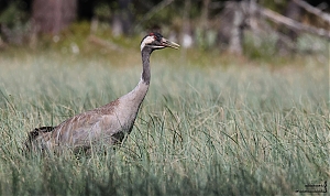 IMG_8166_1.JPG