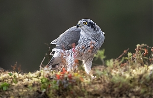 Failo pavadinimas=_DSC0876_-jpg-2.jpg
Failo dydis=757KiB
Dydis=1400x901
Įkėlimo data=Lap 07, 2025 _DSC0876_-jpg-2.jpg