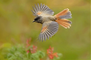 Filename=_DSC1336_-jpg-2.jpg
Filesize=588KiB
Dimensions=1400x933
Date added=Dec 11, 2025 _DSC1336_-jpg-2.jpg