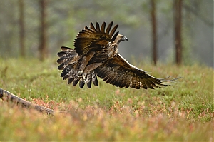 Failo pavadinimas=_DSC7446_-jpg-2.jpg
Failo dydis=726KiB
Dydis=1400x933
Įkėlimo data=Lap 05, 2025 _DSC7446_-jpg-2.jpg