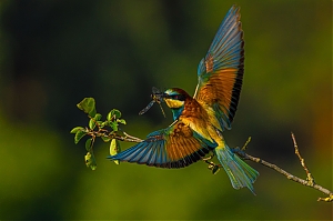 Merops_apiaster_Birdpix__001.jpg